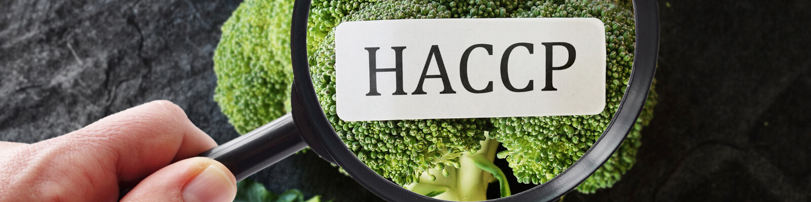 HACCP International